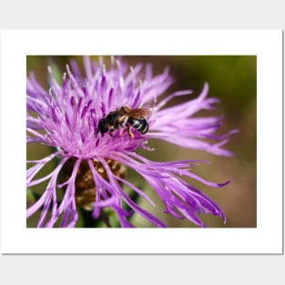 Bee Harvests Purple Flower Posters and Art